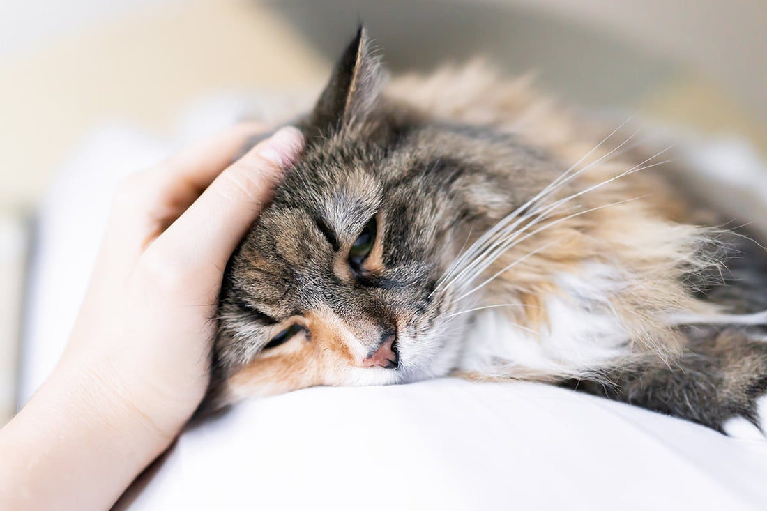 Why Do Cat Allergies Develop Later in Life?