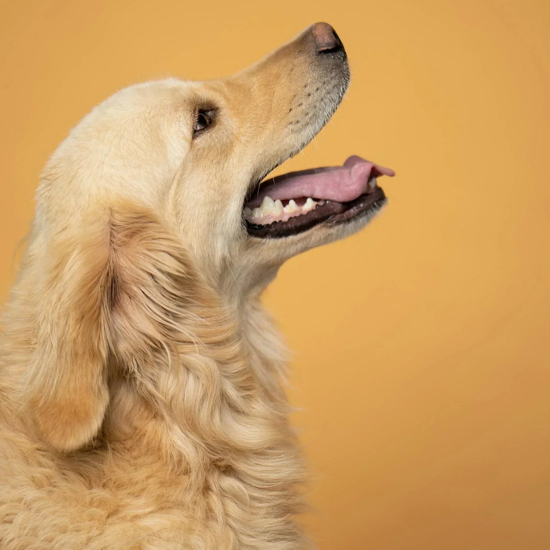 Fun Ideas to Boost Your Dog’s Energy