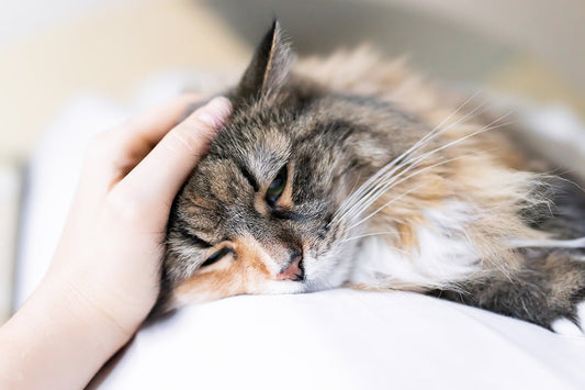 Why Do Cat Allergies Develop Later in Life?