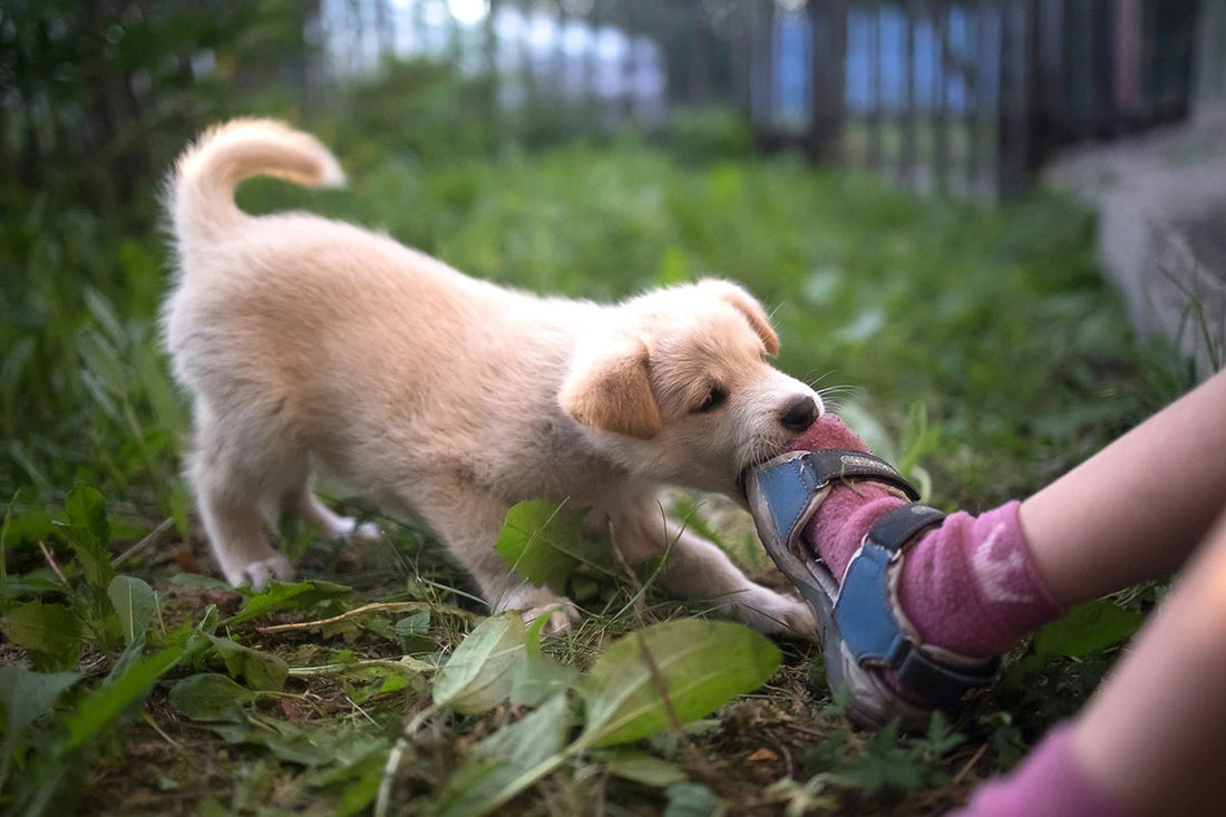 Why Do Dogs and Puppies Bite?