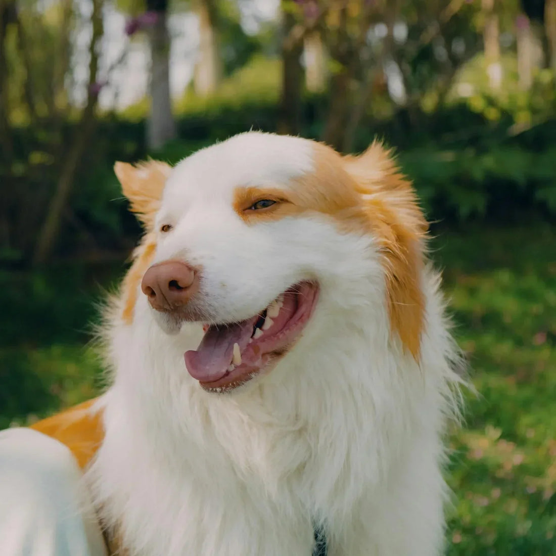 Why Brushing Your Pet’s Teeth Is Essential for Their Health