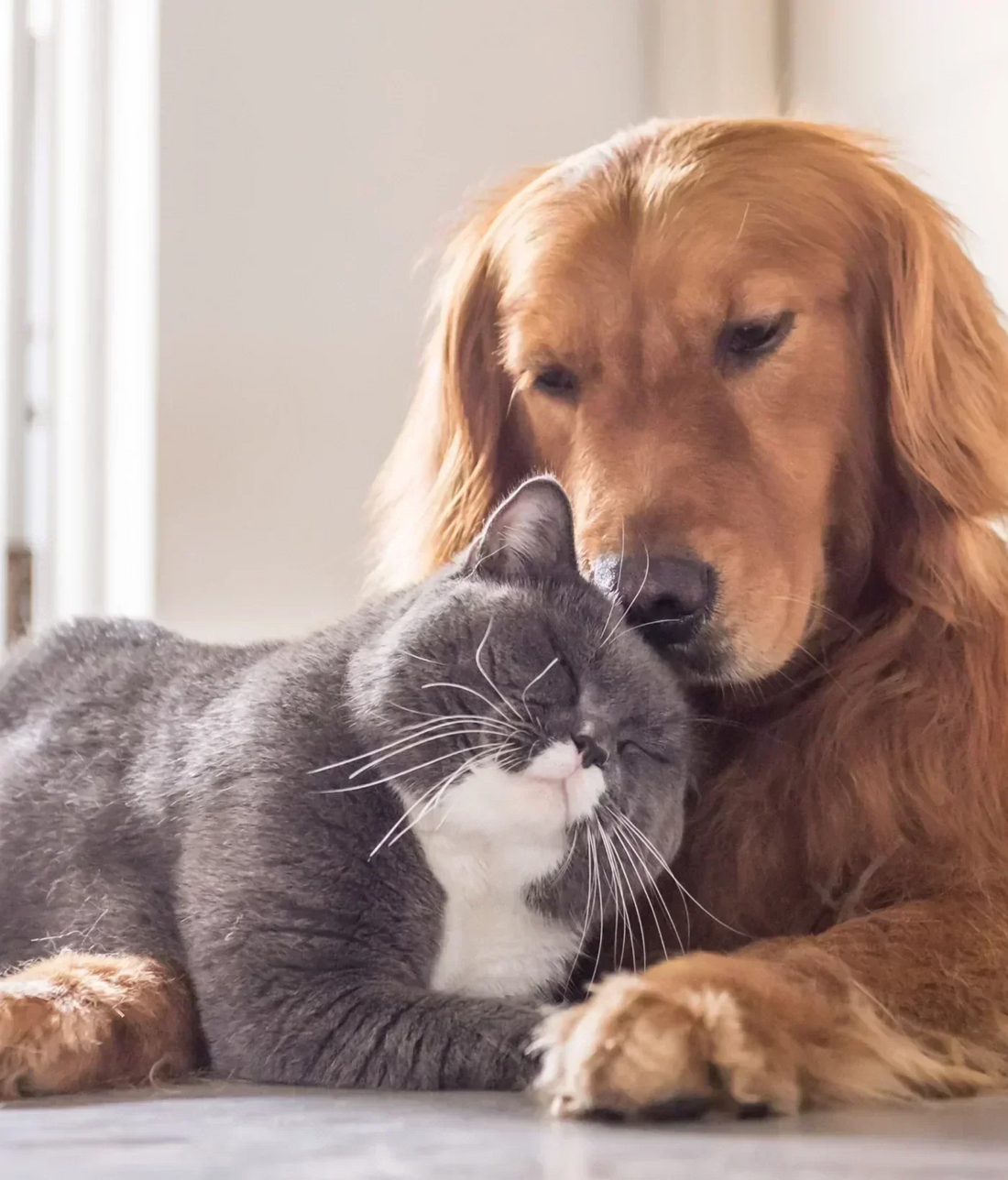 Helping Your Senior Pet Stay Happy and Healthy